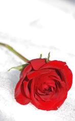 Winter Rose