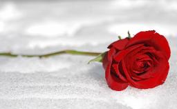 Winter Rose