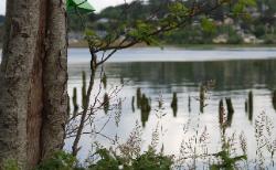 Glassy Water