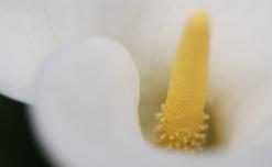 Spring Flower