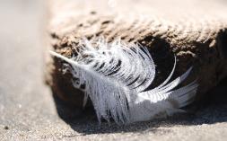 Feather 