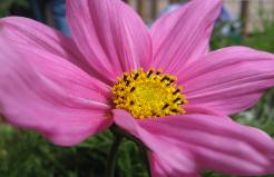 Spring Flower