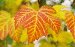 Fall Leafs