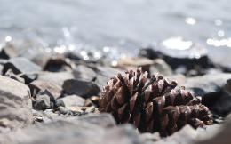 Pine Cone